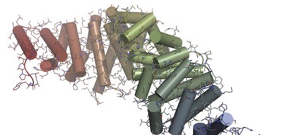 Wingless/Integrated (Wnt) recombinant proteins